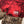 Load image into Gallery viewer, USPA Powerlifting Women&#39;s Shorts 2.0 - Red Tie-Dye
