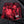 Load image into Gallery viewer, USPA Powerlifting Women&#39;s Shorts 2.0 - Red Tie-Dye
